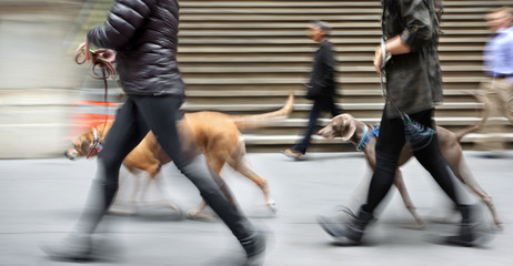 Fototapeta na wymiar walking the dog on the street