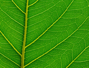 green leaf