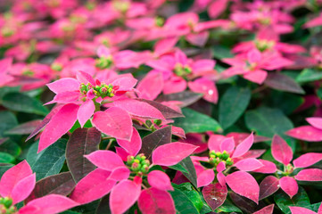 pink poinsettia, christmas tree