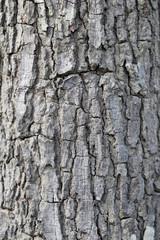 Textured of tree bark.