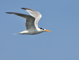 Common Gull
