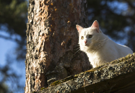 White cat on the roof of a village house.