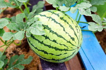 Watermelon