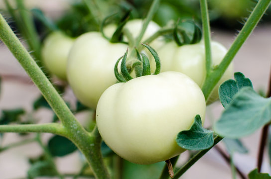 Free Images : farm, fruit, morning, flower, rural, food, green, produce, vegetab