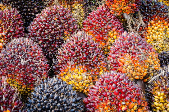 Pile of palm oil