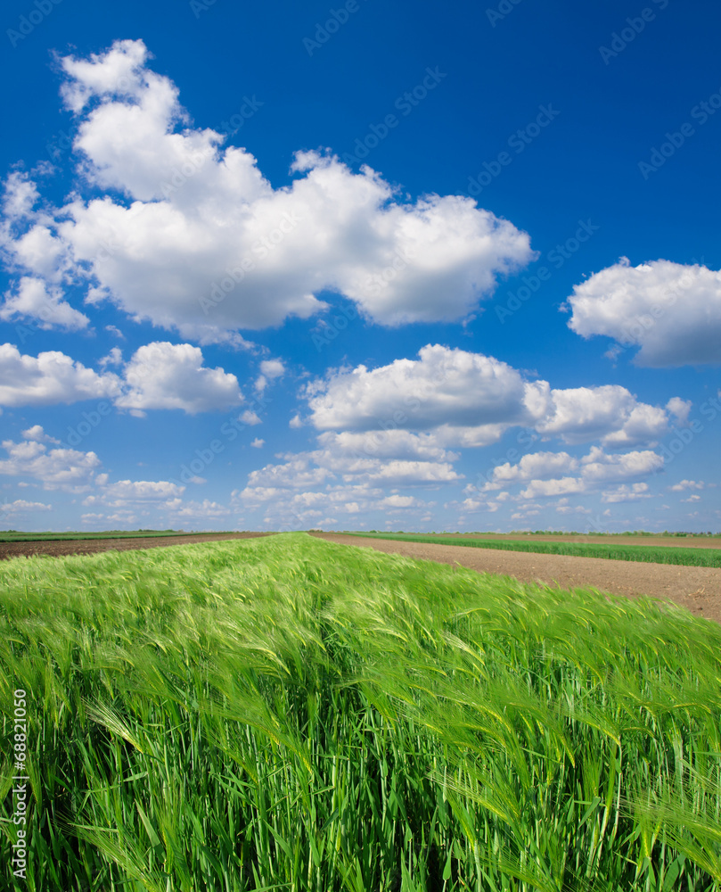 Canvas Prints cultivated green meadow. rural scene.