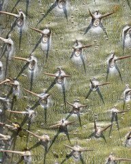Closeup cactus thorns background