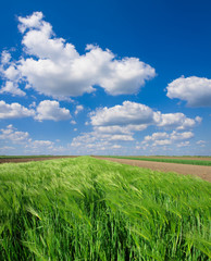 Obraz premium Cultivated green meadow. Rural scene.