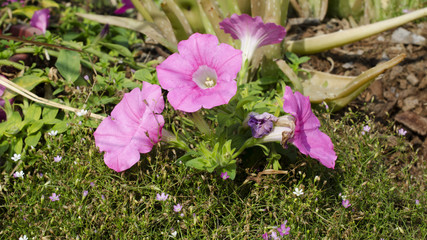 Closeup of Pink flower blooming in garden background