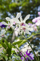 Closeup of White Orchid in garden background stock photo