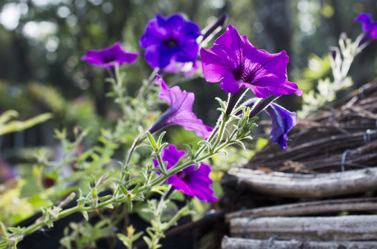 Closeup of Purple flowers blooming in garden stock photo