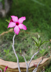 Impala Lily flowers blooming in garden background
