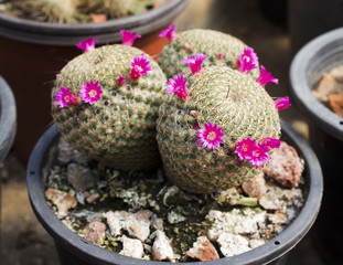 Pink cactus growing in pot stock photo