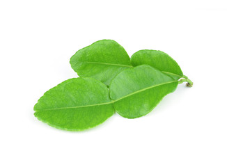 Kaffir lime fresh leaf, close up