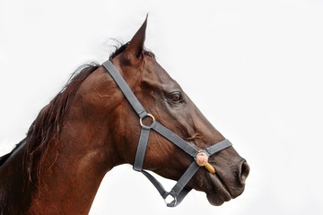 close up head of horse with mask side view on cloudy background