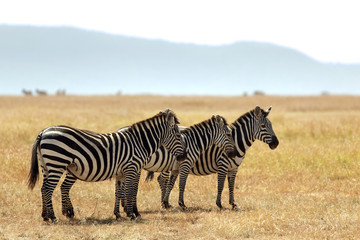 Fototapeta na wymiar Three Zebras on the Masai Mara in Africa