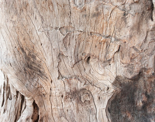 Patterns of tree skin