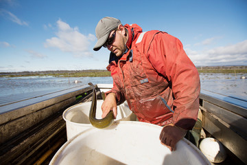 Eel Fisherman