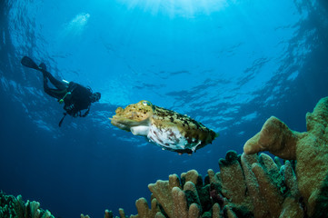 Fototapeta na wymiar Broadclub cuttlefish Sepia latimanus in Gorontalo, Indonesia.