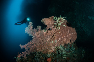 Sea fan Murella and sponge Aplysina cauliformis in Gorontalo.