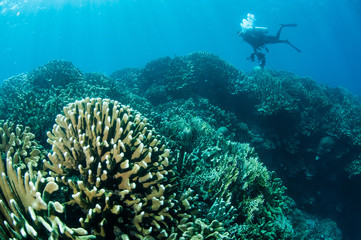 Various hard coral reefs in Gorontalo, Indonesia.