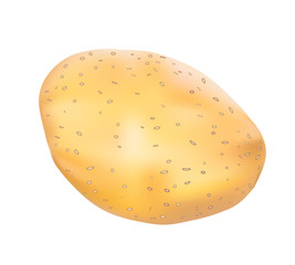 Potato on white-vector
