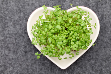 マスタードの芽