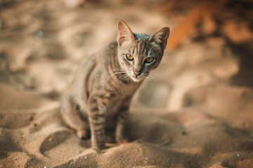 Cat siting on the beach