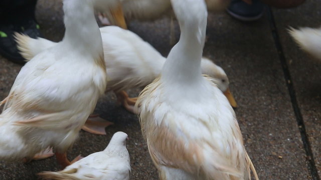 duck run and search for food on the concrete