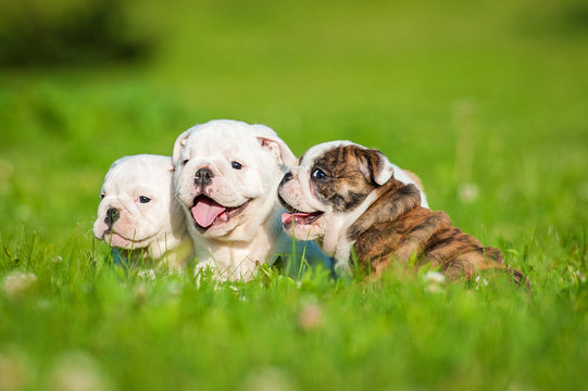 Three english bulldog puppies sitting on the lawn