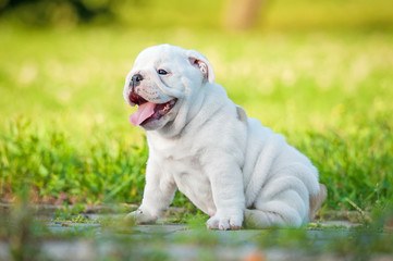 English bulldog puppy