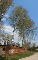 Springtide - blue sky and flourishing birch-trees