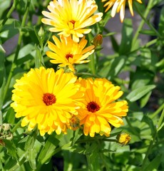Ringelblume