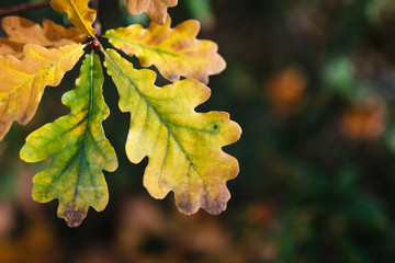 Colorful autumn leaves