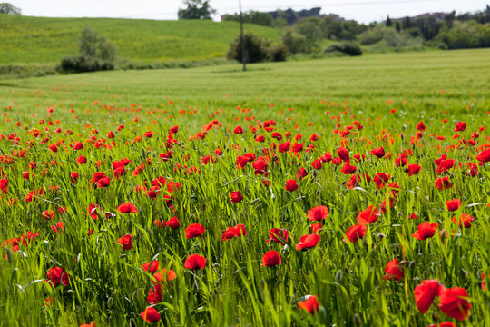 Field with blossoming poppies