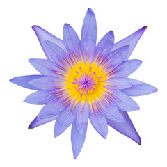 A beautiful purple waterlily or lotus flower isolate on white ba