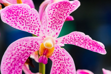 beautiful orchid flower