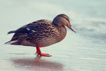duck on ice spring bird