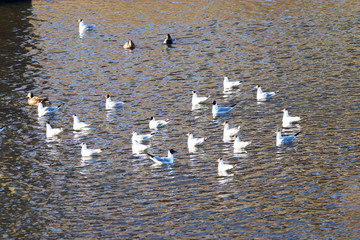 flock of gulls on the river