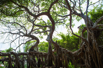 Tree climbers alive
