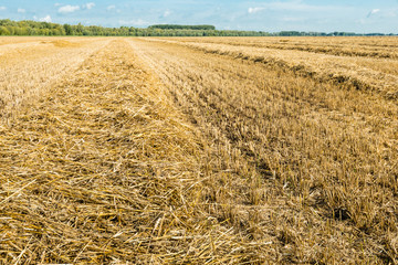 Straw from close on a large stubble field