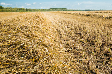 Fototapeta na wymiar Straw from close on a large stubble field