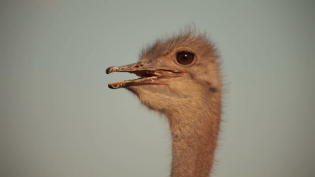 ostrich head on sunset