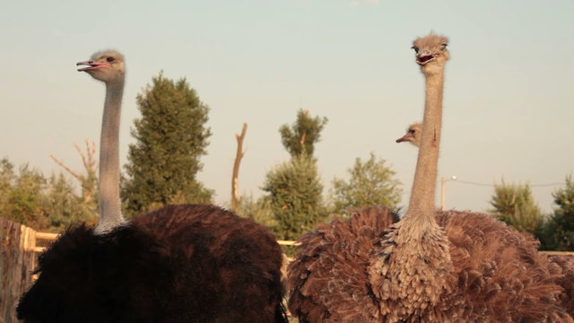 some ostrich