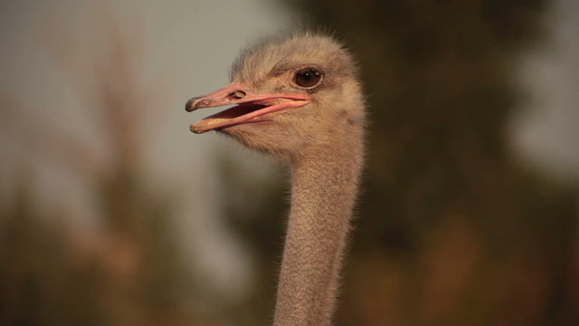 ostrich head on sunset