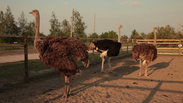 ostriches on sunset