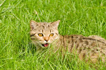 Naklejka na ściany i meble Cat Scottish Straight in the grass