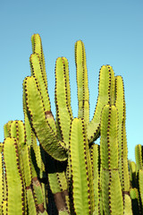 S&auml;uleneuphorbie