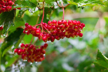 Red Berries of Viburnum (Guelder rose) in garden