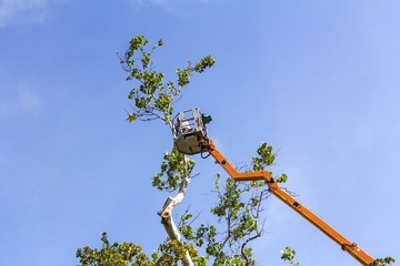 A worker with a chainsaw trimming the tree branches on the high Hydraulic mobile platform - obrazy, fototapety, plakaty